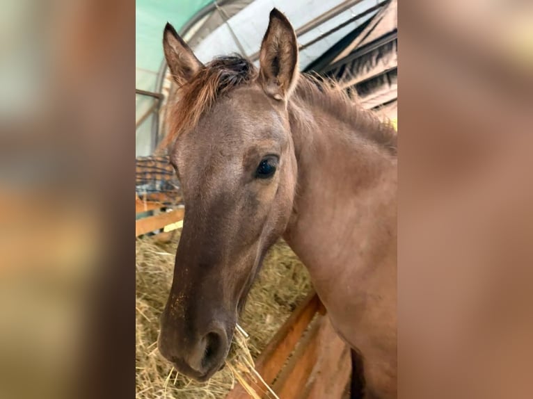 Konik Stute 1 Jahr 140 cm Grullo in Altenglan
