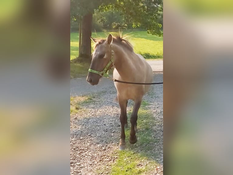 Konik Stute 1 Jahr 140 cm Grullo in Altenglan
