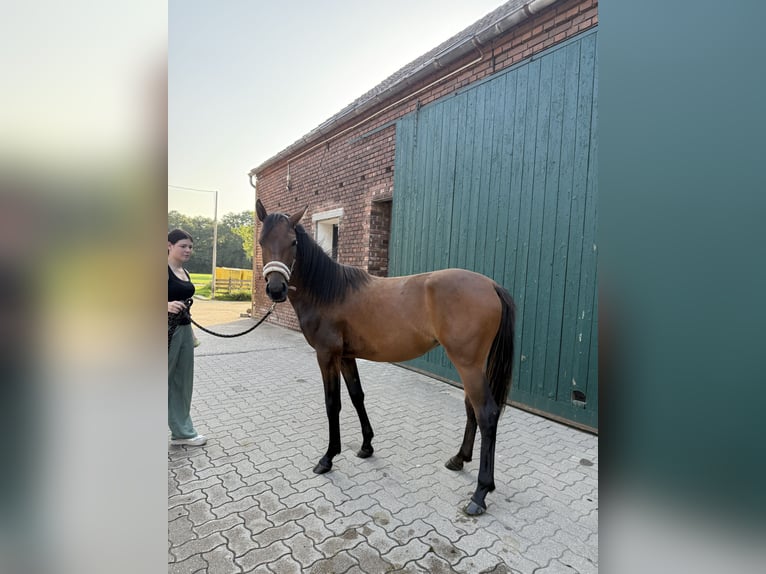 Konik Mix Stute 1 Jahr 142 cm Schwarzbrauner in Neukirchen-Vluyn