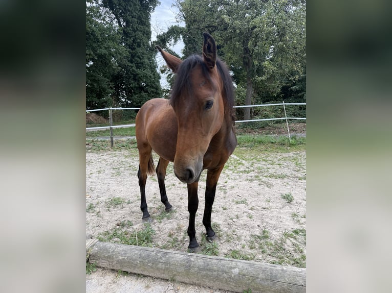 Konik Mix Stute 1 Jahr 142 cm Schwarzbrauner in Neukirchen-Vluyn