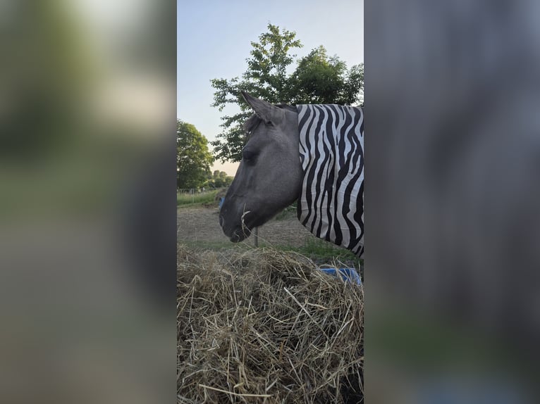 Konik Stute 20 Jahre 136 cm  in Hückelhoven