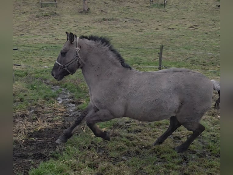 Konik Stute 20 Jahre 136 cm  in Hückelhoven