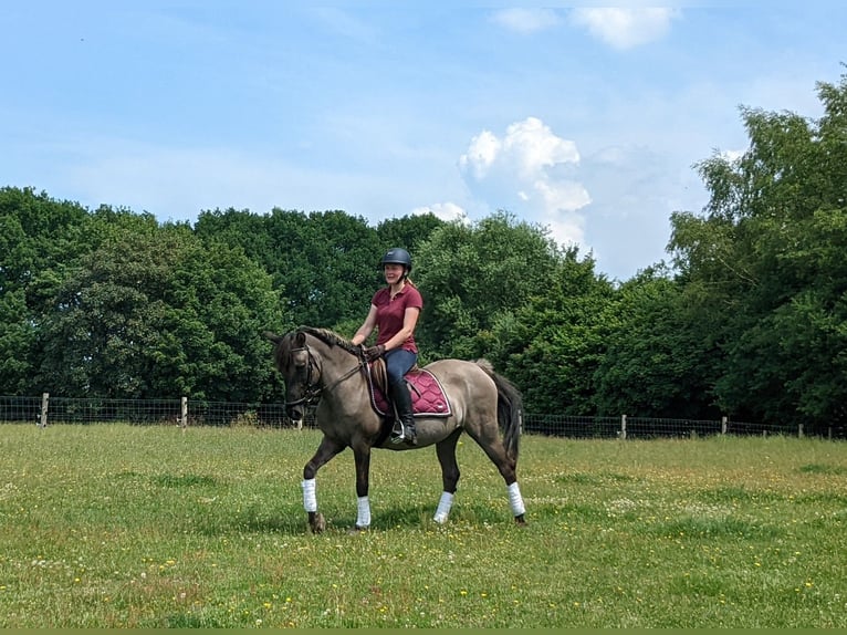 Konik Stute 22 Jahre 144 cm Grullo in Warder