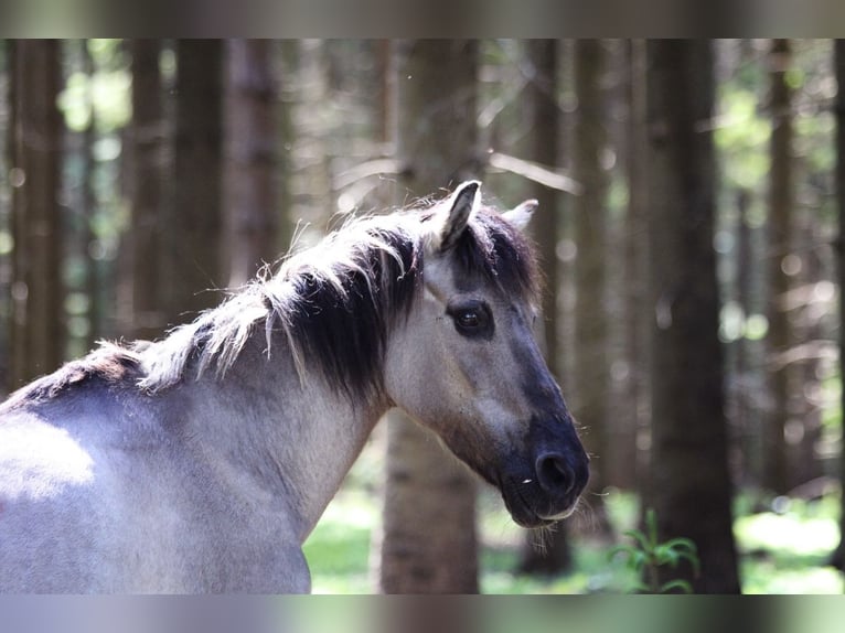 Konik Stute 23 Jahre 125 cm Falbe in Bremerv&#xF6;rde
