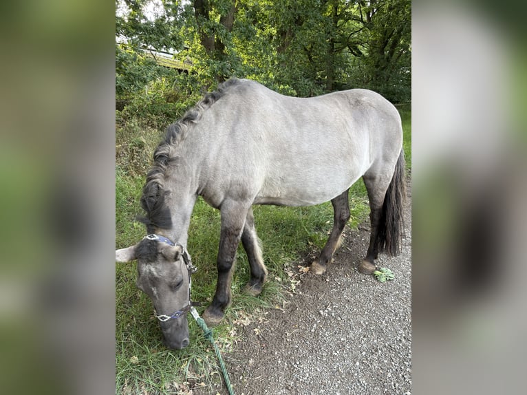 Konik Stute 23 Jahre 125 cm Falbe in Bremerv&#xF6;rde