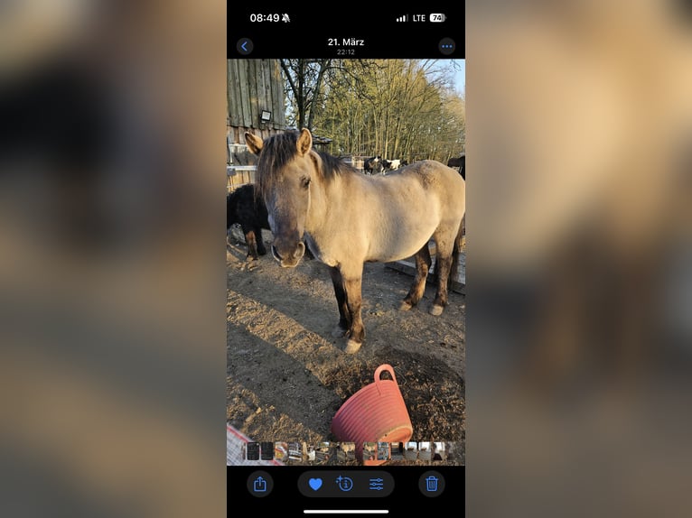 Konik Stute 23 Jahre 125 cm Falbe in Bremerv&#xF6;rde