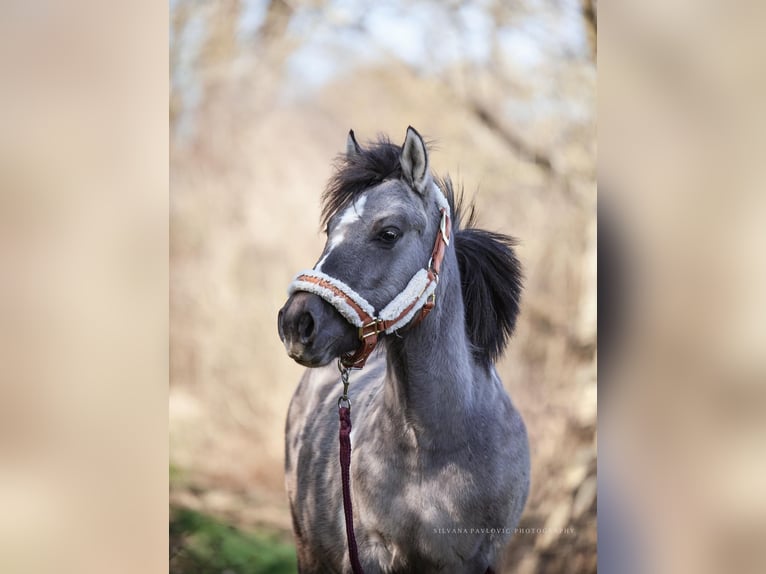 Konik Stute 2 Jahre 130 cm Schecke in Bruchsal