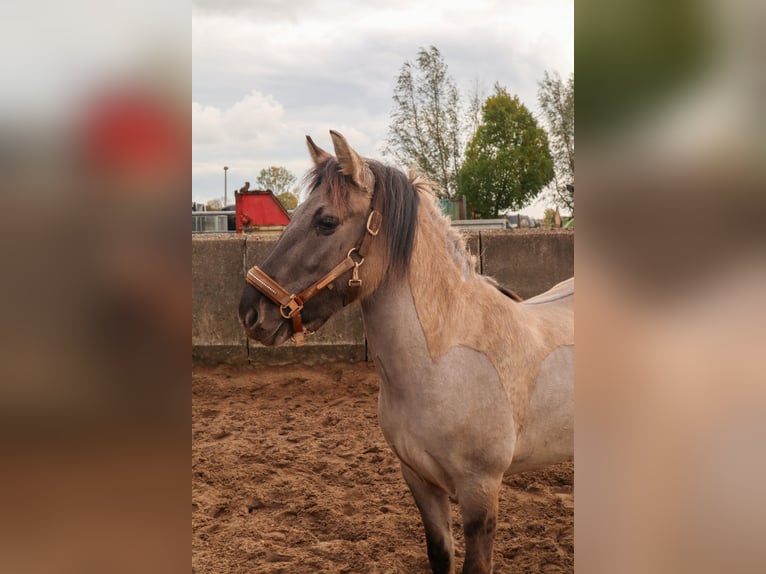 Konik Stute 2 Jahre 133 cm Grullo in Dordrecht