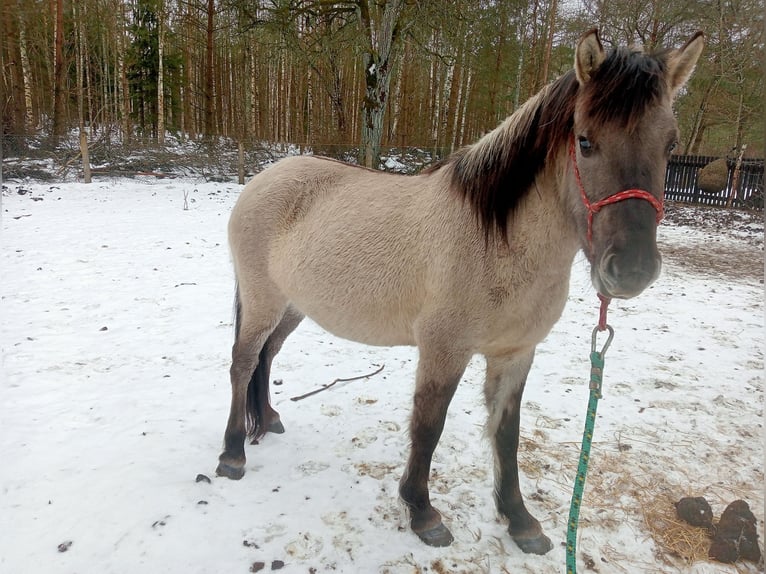 Konik Stute 2 Jahre 133 cm Schimmel in Talkowszczyzna