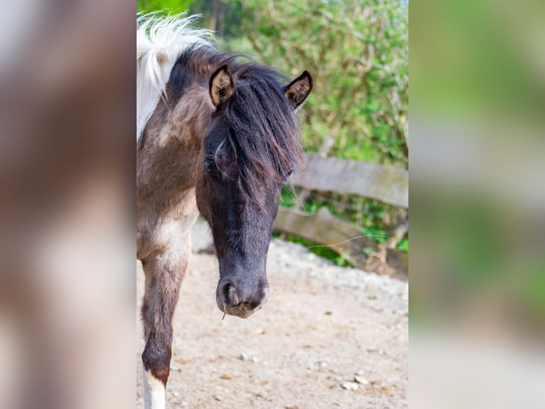 Konik Stute 2 Jahre 136 cm Schecke in Glödnitz