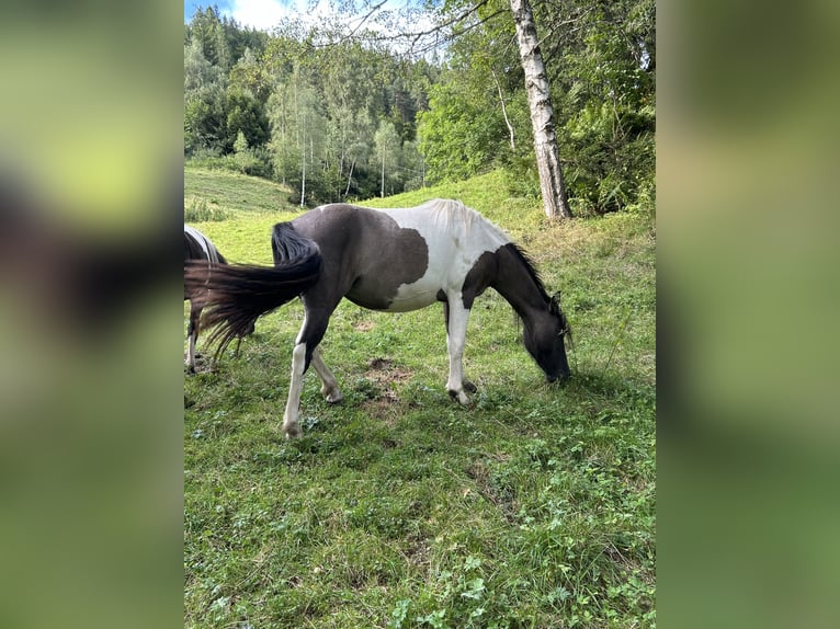 Konik Stute 2 Jahre 136 cm Schecke in Glödnitz