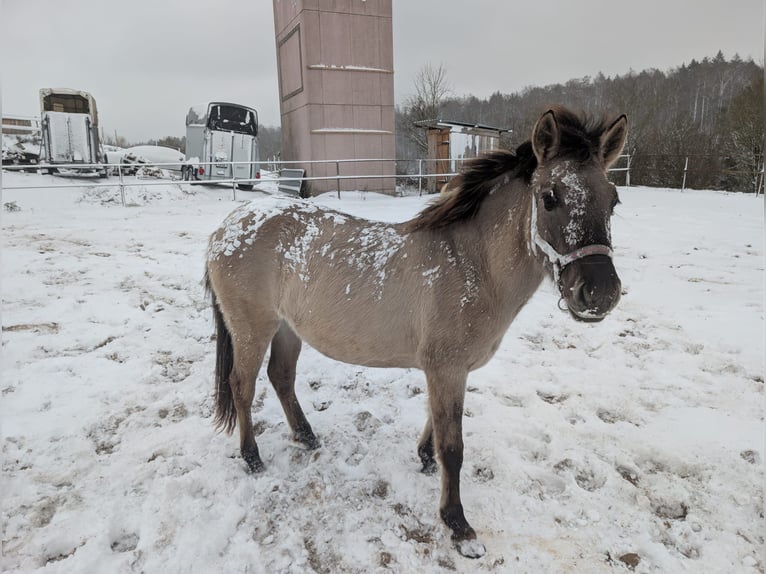 Konik Stute 2 Jahre 137 cm Falbe in Adelsheim