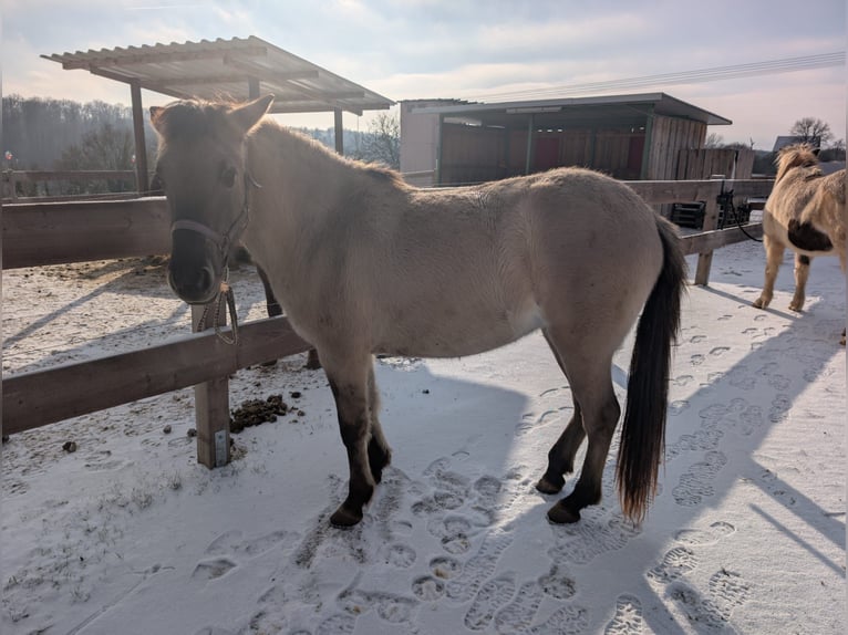 Konik Stute 2 Jahre 137 cm Falbe in Adelsheim