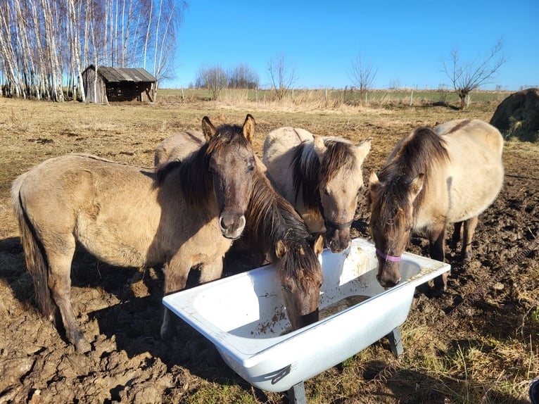 Konik Stute 2 Jahre 140 cm Schimmel in Zgorzelec