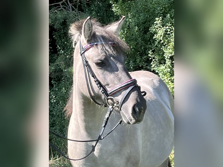 Konik Stute 3 Jahre 130 cm Grullo in Ursensollen