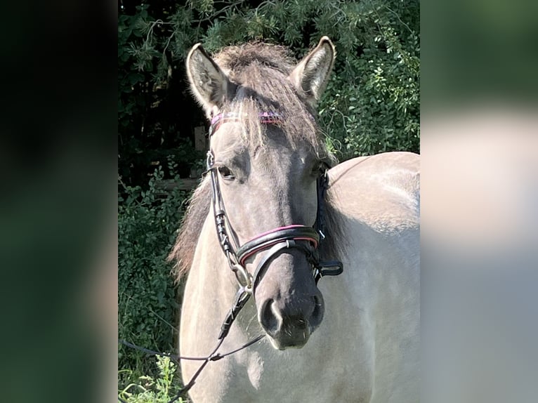 Konik Stute 3 Jahre 130 cm Grullo in Ursensollen