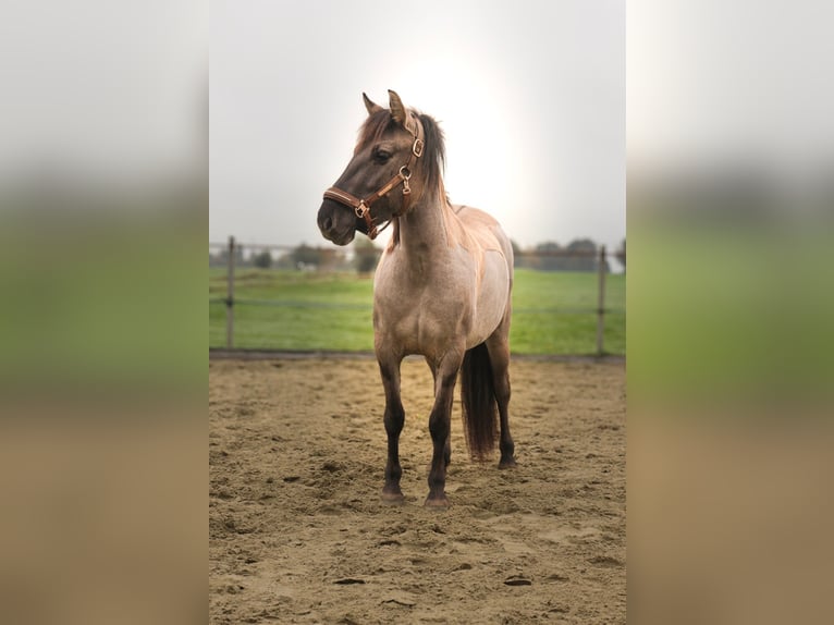 Konik Stute 3 Jahre 133 cm Grullo in Dordrecht