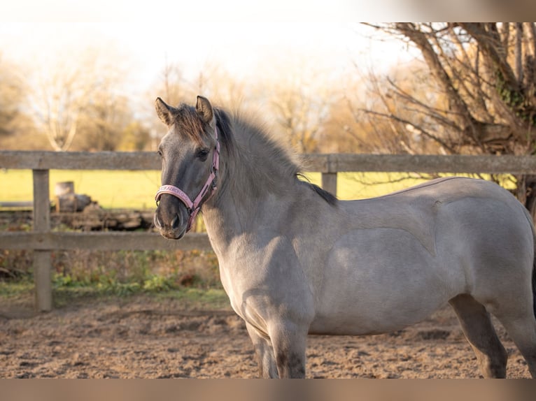 Konik Stute 3 Jahre 134 cm Grullo in Dordrecht