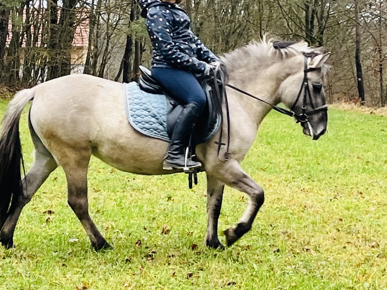 Konik Stute 4 Jahre 128 cm Grullo in Ursensollen