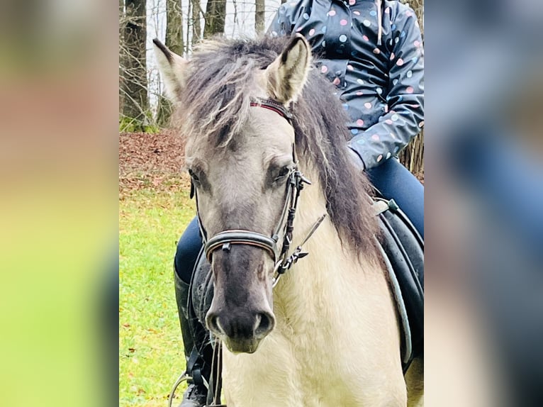 Konik Stute 4 Jahre 128 cm Grullo in Ursensollen