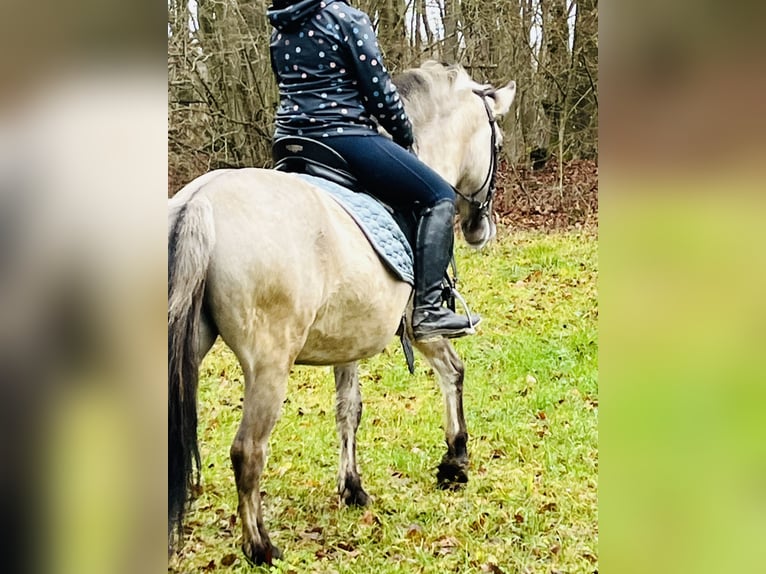 Konik Stute 4 Jahre 128 cm Grullo in Ursensollen