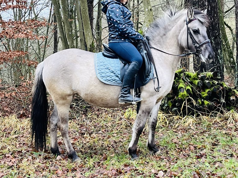 Konik Stute 4 Jahre 128 cm Grullo in Ursensollen