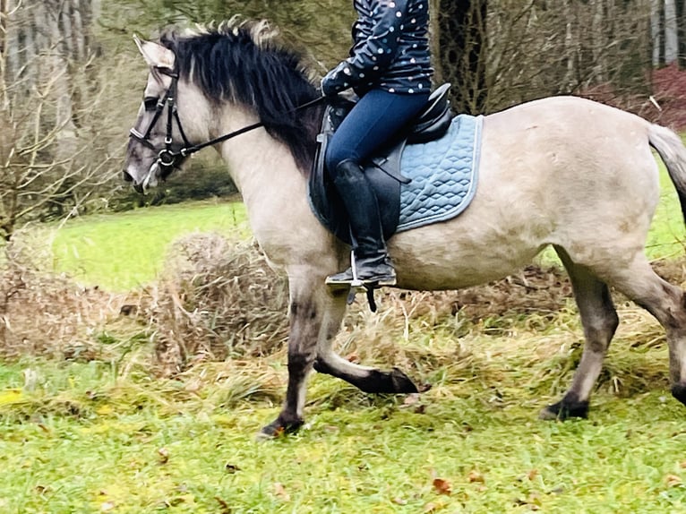 Konik Stute 4 Jahre 128 cm Grullo in Ursensollen