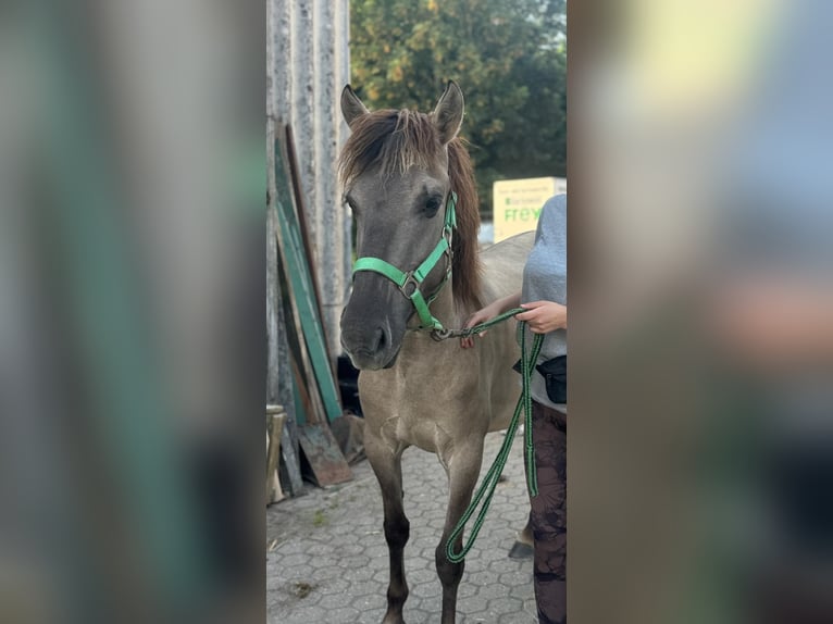 Konik Stute 4 Jahre 134 cm in Linkenbach