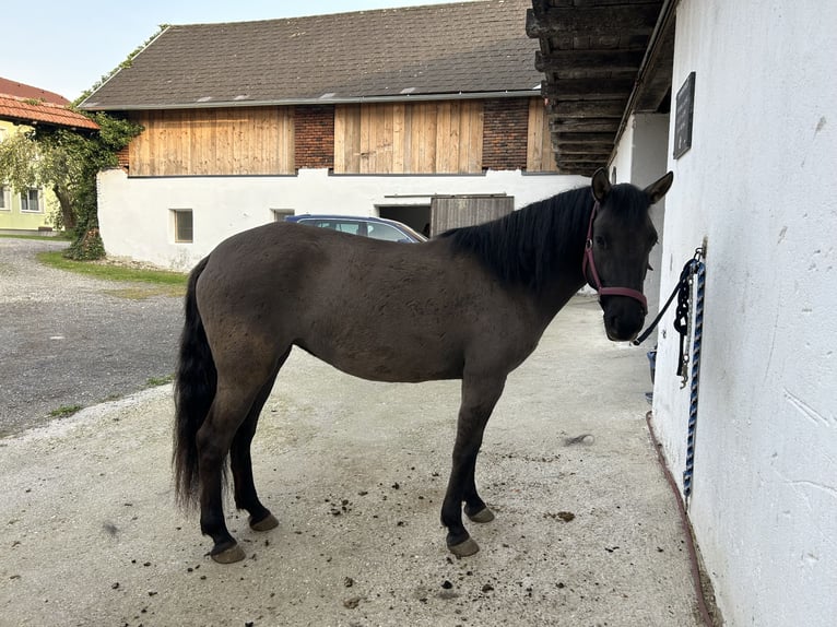 Konik Stute 4 Jahre 135 cm  in Münzbach