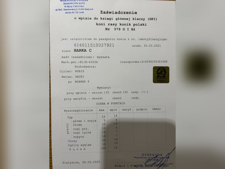 Konik Stute 4 Jahre 135 cm Red Dun in Narewka Konik Stute 4 Jahre 135 cm Red Dun in Narewka