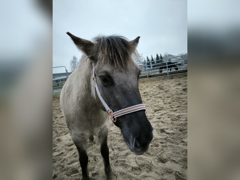 Konik Stute 4 Jahre 136 cm Falbe in Falkensee