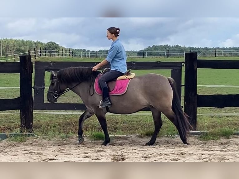 Konik Stute 4 Jahre 145 cm Falbe in G&#xF6;rlitz