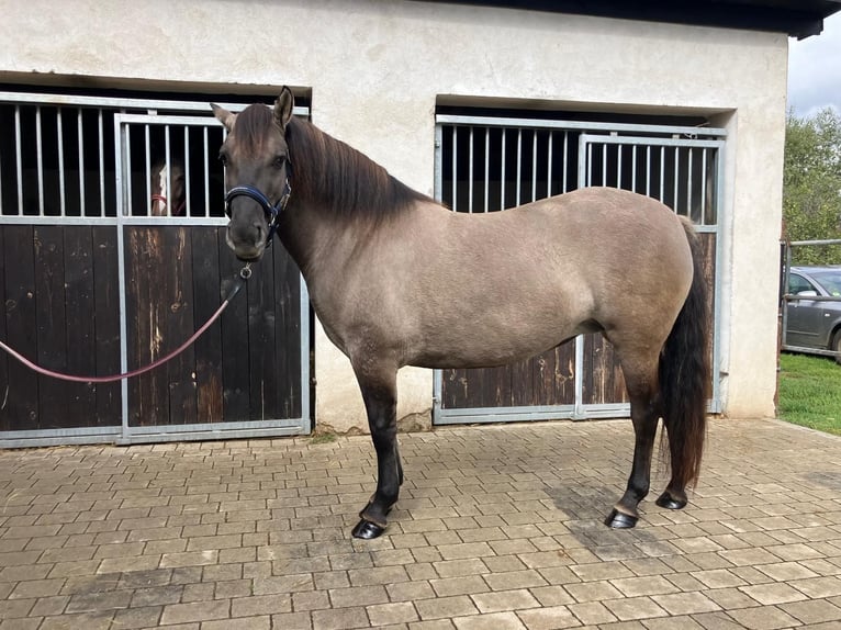 Konik Stute 4 Jahre 145 cm Falbe in G&#xF6;rlitz