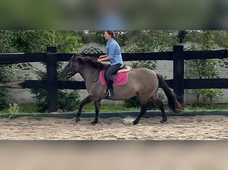 Konik Stute 4 Jahre 145 cm Falbe in G&#xF6;rlitz