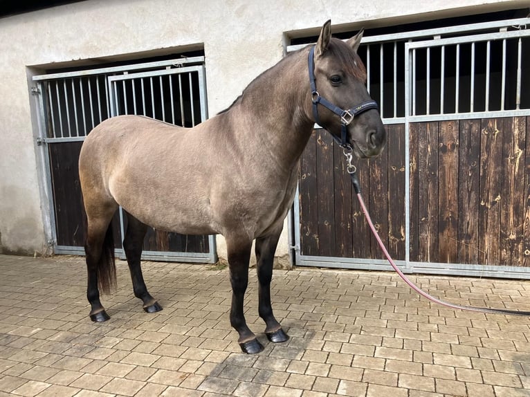 Konik Stute 4 Jahre 145 cm Falbe in G&#xF6;rlitz