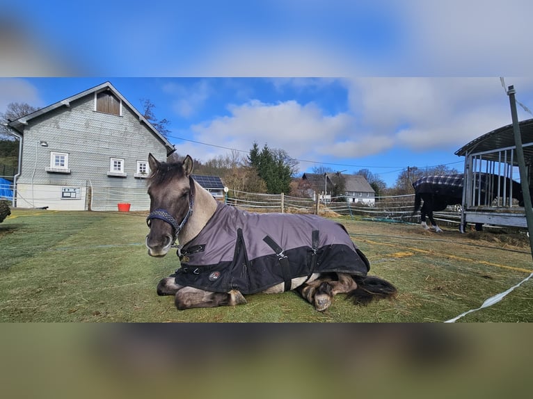 Konik Stute 5 Jahre 128 cm Falbe in Kirchhundem