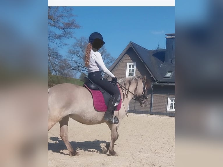 Konik Stute 5 Jahre 128 cm Falbe in Kirchhundem