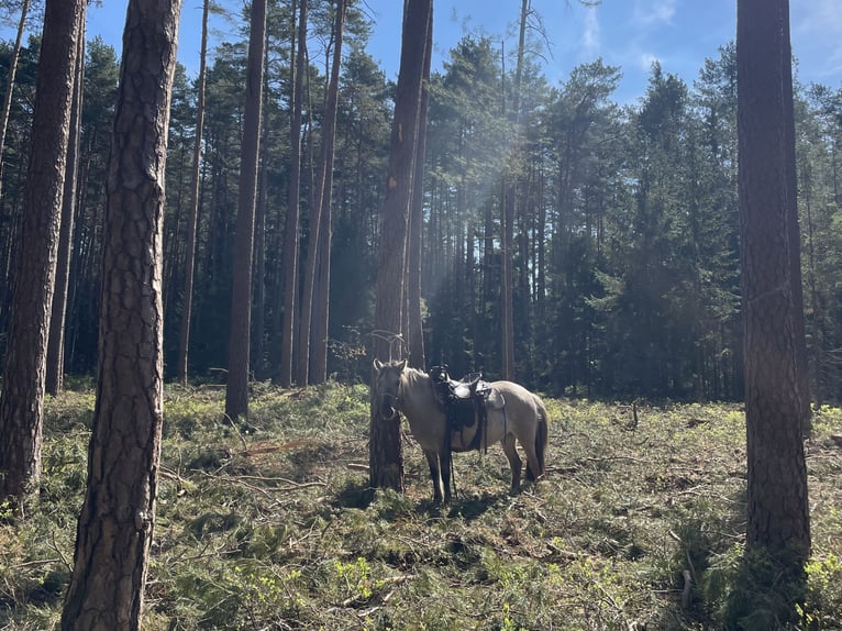 Konik Stute 5 Jahre 133 cm Falbe in Salzburg
