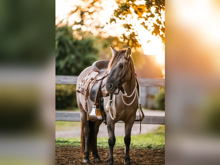 Konik Stute 5 Jahre 135 cm Grullo in Aichach