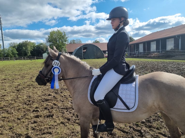 Konik Stute 5 Jahre 136 cm Falbe in P&#xFC;rgen