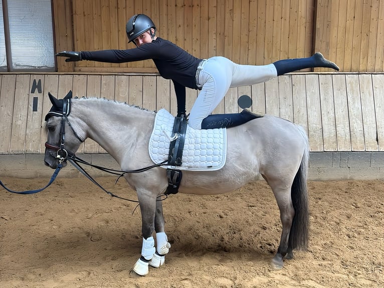 Konik Stute 5 Jahre 136 cm Falbe in P&#xFC;rgen