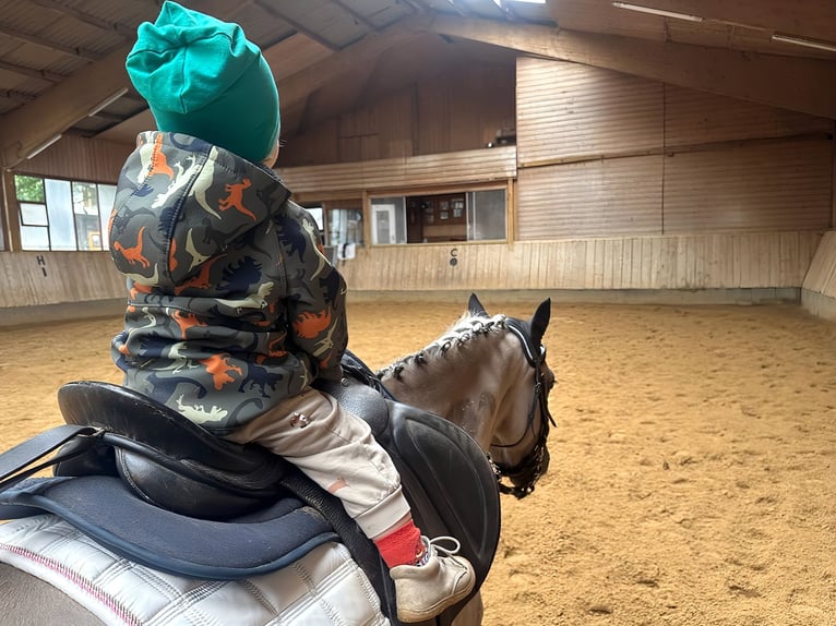 Konik Stute 5 Jahre 136 cm Falbe in P&#xFC;rgen