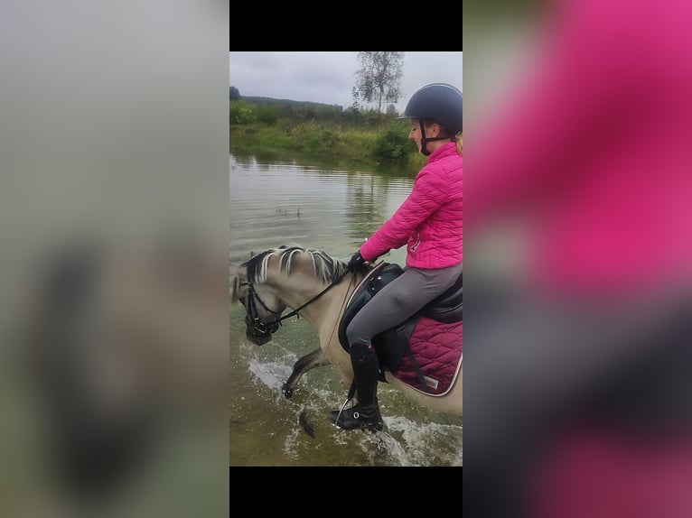 Konik Stute 5 Jahre 136 cm Falbe in P&#xFC;rgen