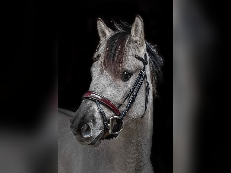 Konik Stute 5 Jahre 136 cm Falbe in P&#xFC;rgen