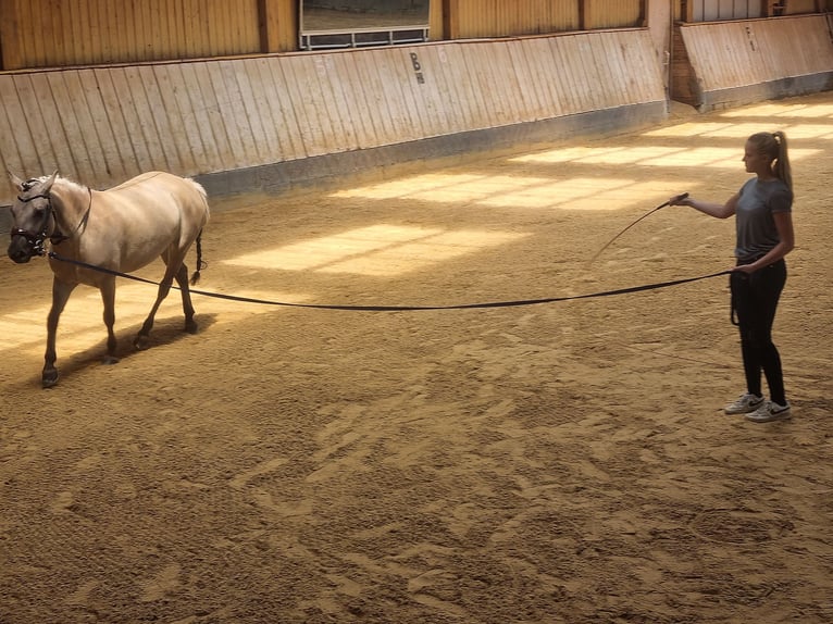 Konik Stute 5 Jahre 136 cm Falbe in P&#xFC;rgen