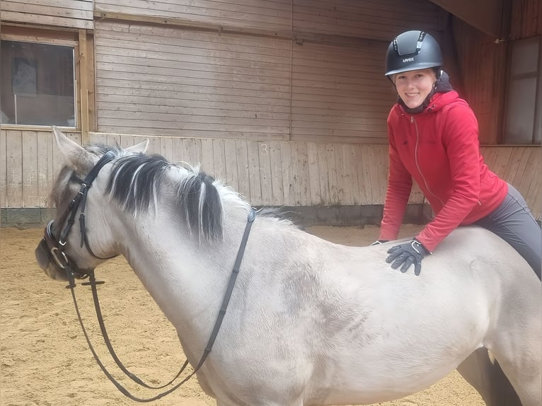 Konik Stute 5 Jahre 136 cm Falbe in P&#xFC;rgen