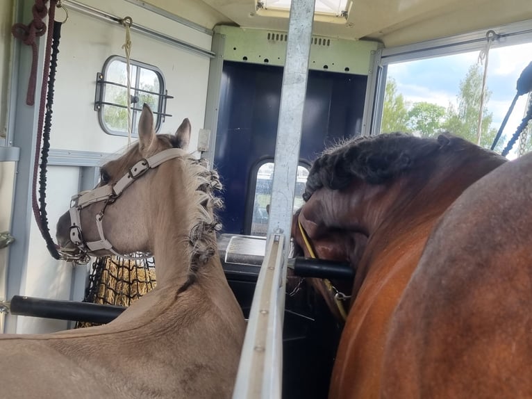 Konik Stute 5 Jahre 136 cm Falbe in P&#xFC;rgen