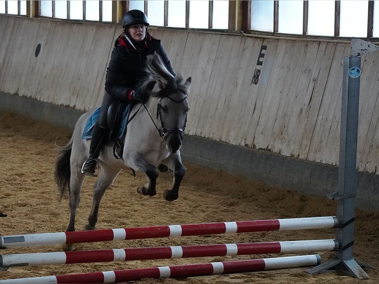 Konik Stute 5 Jahre 136 cm Falbe in P&#xFC;rgen