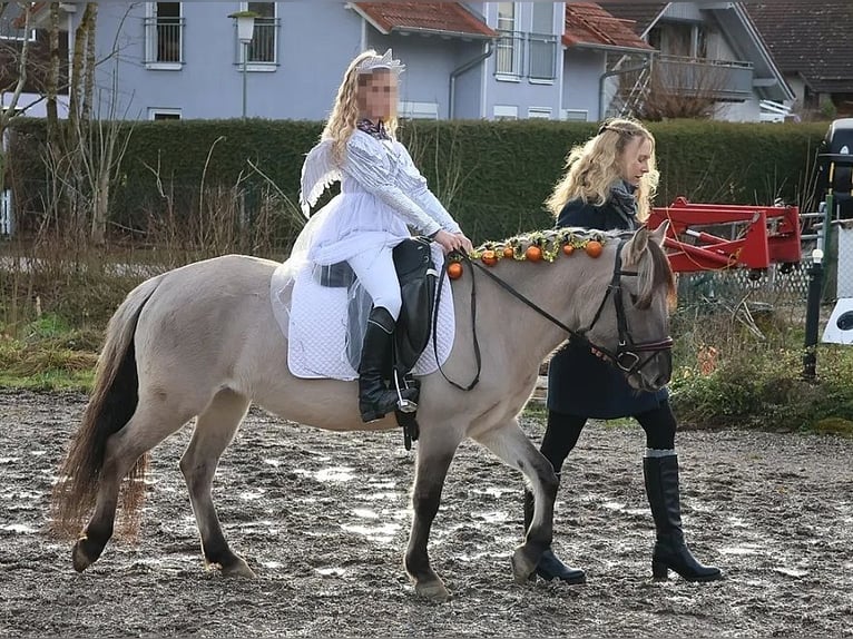Konik Stute 5 Jahre 136 cm Falbe in P&#xFC;rgen
