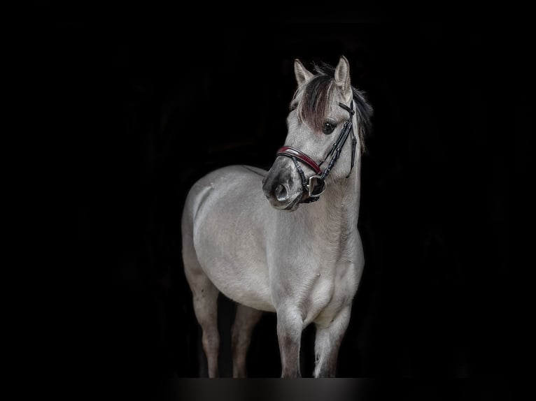 Konik Stute 5 Jahre 136 cm Falbe in P&#xFC;rgen